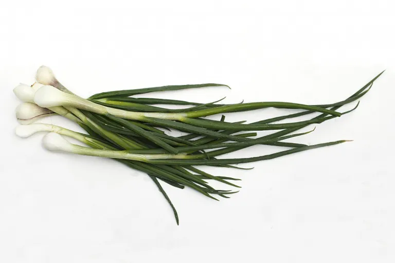 Seikat bawang batak atau lokio dengan daun hijau panjang dan pangkal putih membulat, di atas permukaan putih.