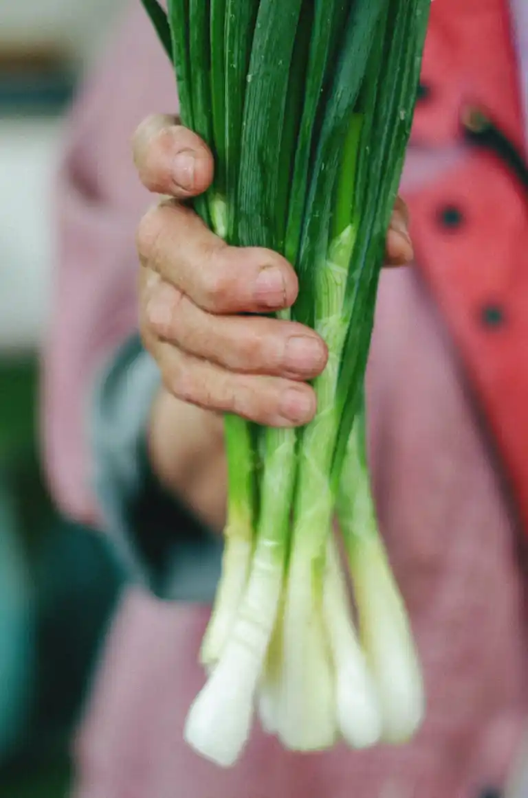 Sebuah tangan menggenggam seikat bawang daun segar, pangkalnya putih dan daunnya hijau tua.
