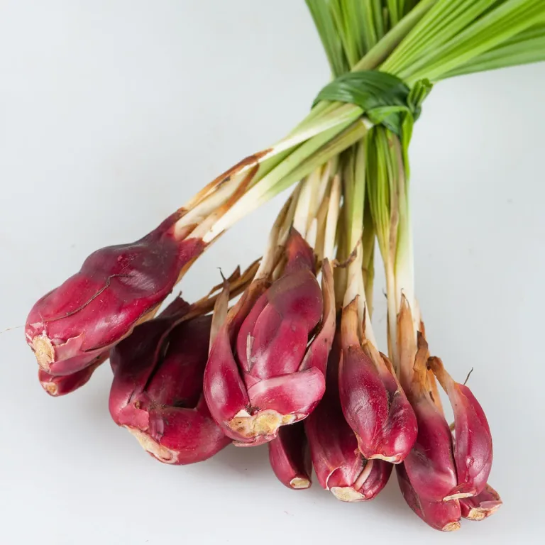 Seikat bawang dayak dengan umbi merah tua memanjang dan daun hijau panjang, di atas latar putih.