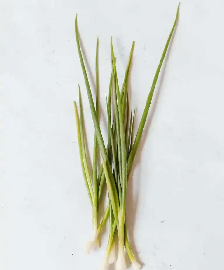 Sekelompok daun kucai hijau pipih dengan pangkal putih kecil, dibaringkan di atas permukaan marmer putih.